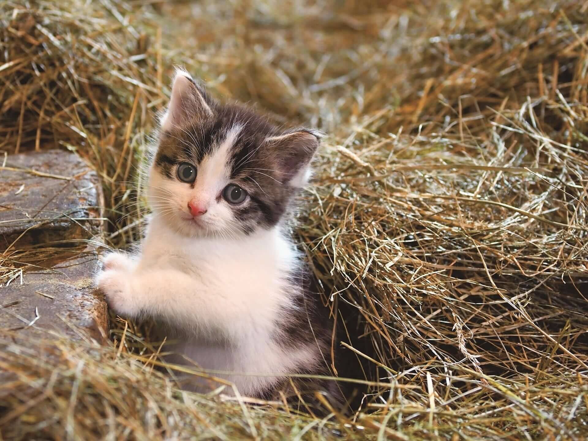 かわいすぎる こねこ の魅力が満載 岩合光昭写真展 こねこ が美術館 えき Kyotoで開催 19年7月1日 エキサイトニュース