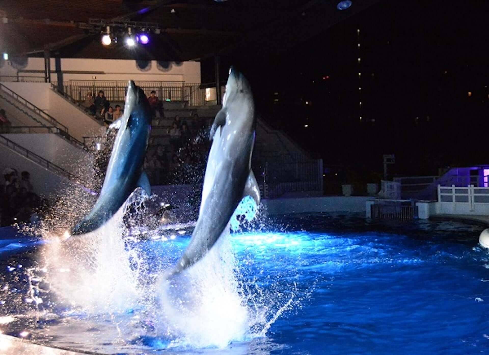 夏休みは京都水族館へ 夜限定イベント 夜のすいぞくかん が今年も開催決定 イルカの新パフォーマンスも 年7月13日 エキサイトニュース