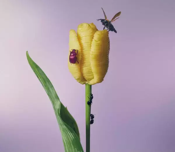 「Amazonの梱包ボックスがあいみょん仕様に！とんだ林蘭が手掛ける『あいみょんオリジナルBox』が発送スタート」の画像