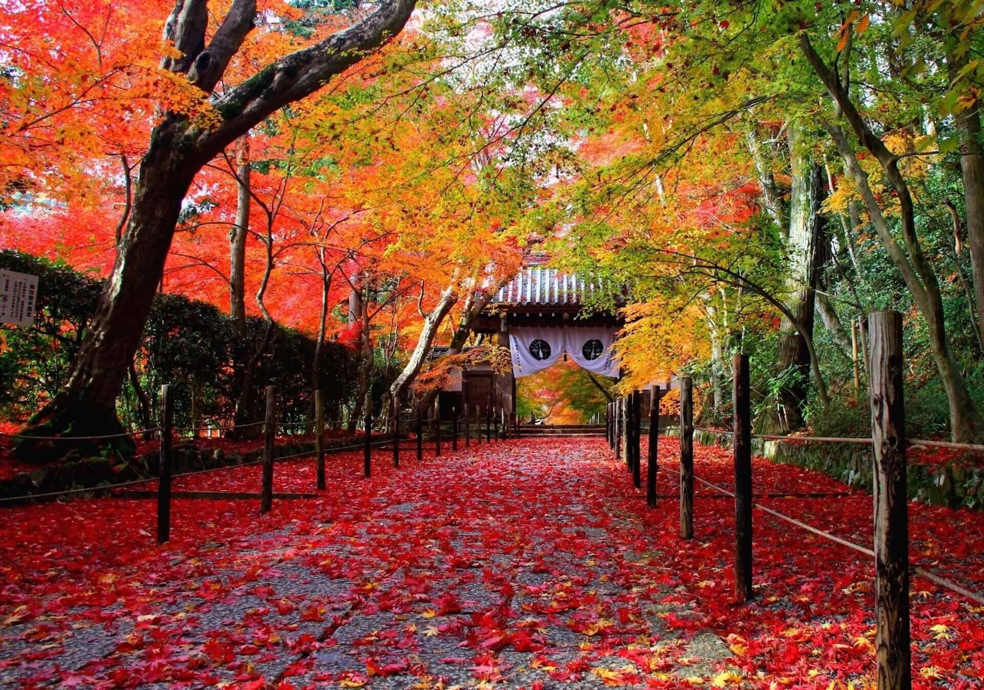 京都観光におすすめな秋の紅葉スポット5選 ナイトライフを満喫できる期間限定ライトアップも紹介 年11月9日 エキサイトニュース