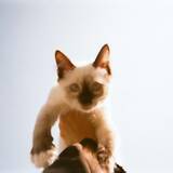 「カネコアヤノが配信シングル“腕の中でしか眠れない猫のように”をリリース！演奏には林宏敏、本村拓磨、Bobが参加」の画像4