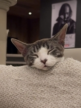 猫カフェで聴くThundercat、そのおかしな正しさについて