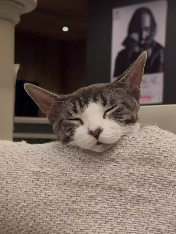 猫カフェで聴くThundercat、そのおかしな正しさについて