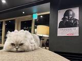 「猫カフェで聴くThundercat、そのおかしな正しさについて」の画像10