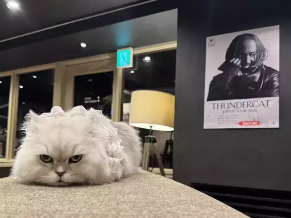 「猫カフェで聴くThundercat、そのおかしな正しさについて」の画像