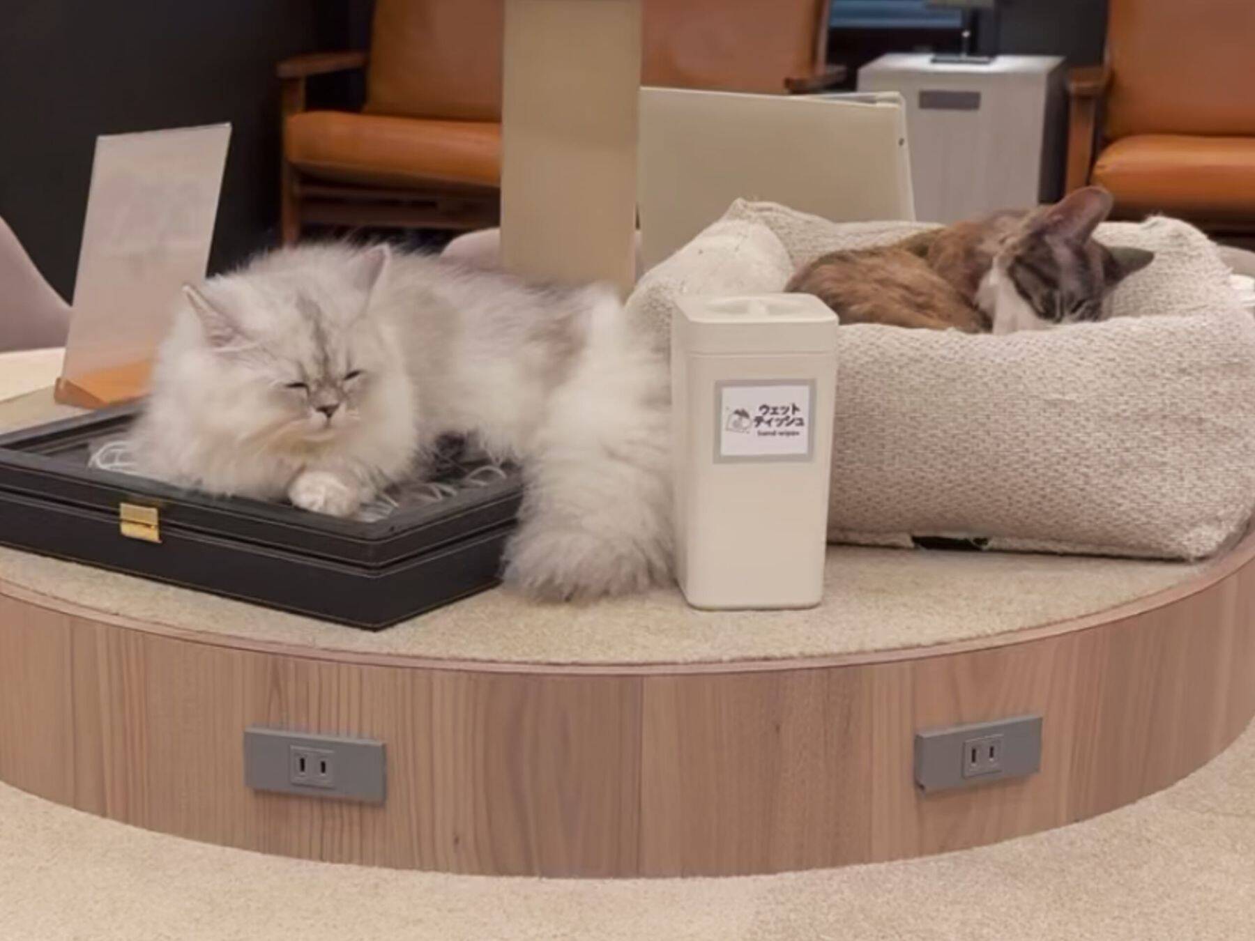 猫カフェで聴くThundercat、そのおかしな正しさについて