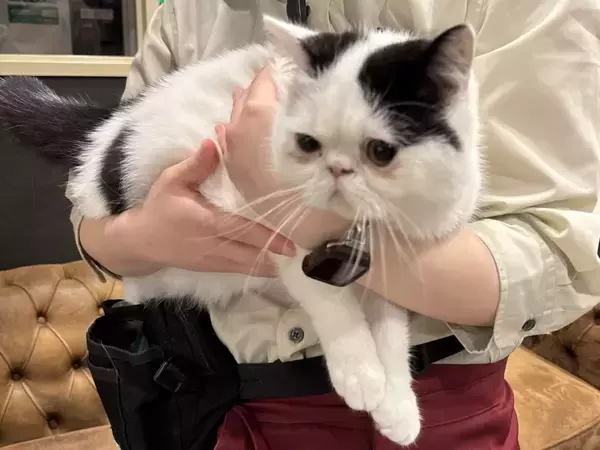 「猫カフェで聴くThundercat、そのおかしな正しさについて」の画像