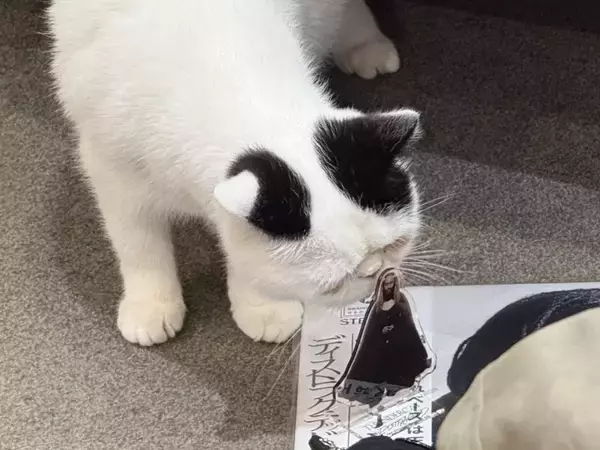 「猫カフェで聴くThundercat、そのおかしな正しさについて」の画像