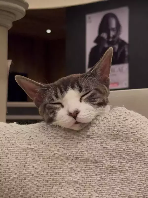 「猫カフェで聴くThundercat、そのおかしな正しさについて」の画像
