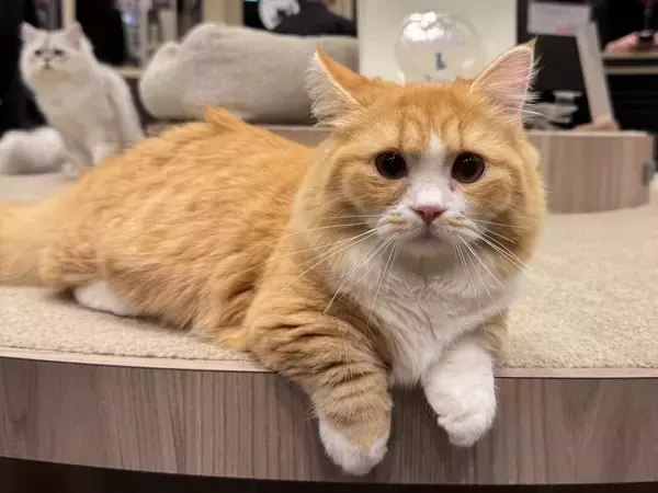 「猫カフェで聴くThundercat、そのおかしな正しさについて」の画像