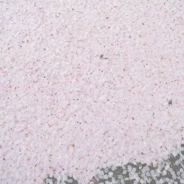 「北村蕗、コンセプト・シングル「anemone」と「櫻」を2 週連続でリリース｜RECORS STORE DAY 2024の限定7inch レコードも発売」の画像