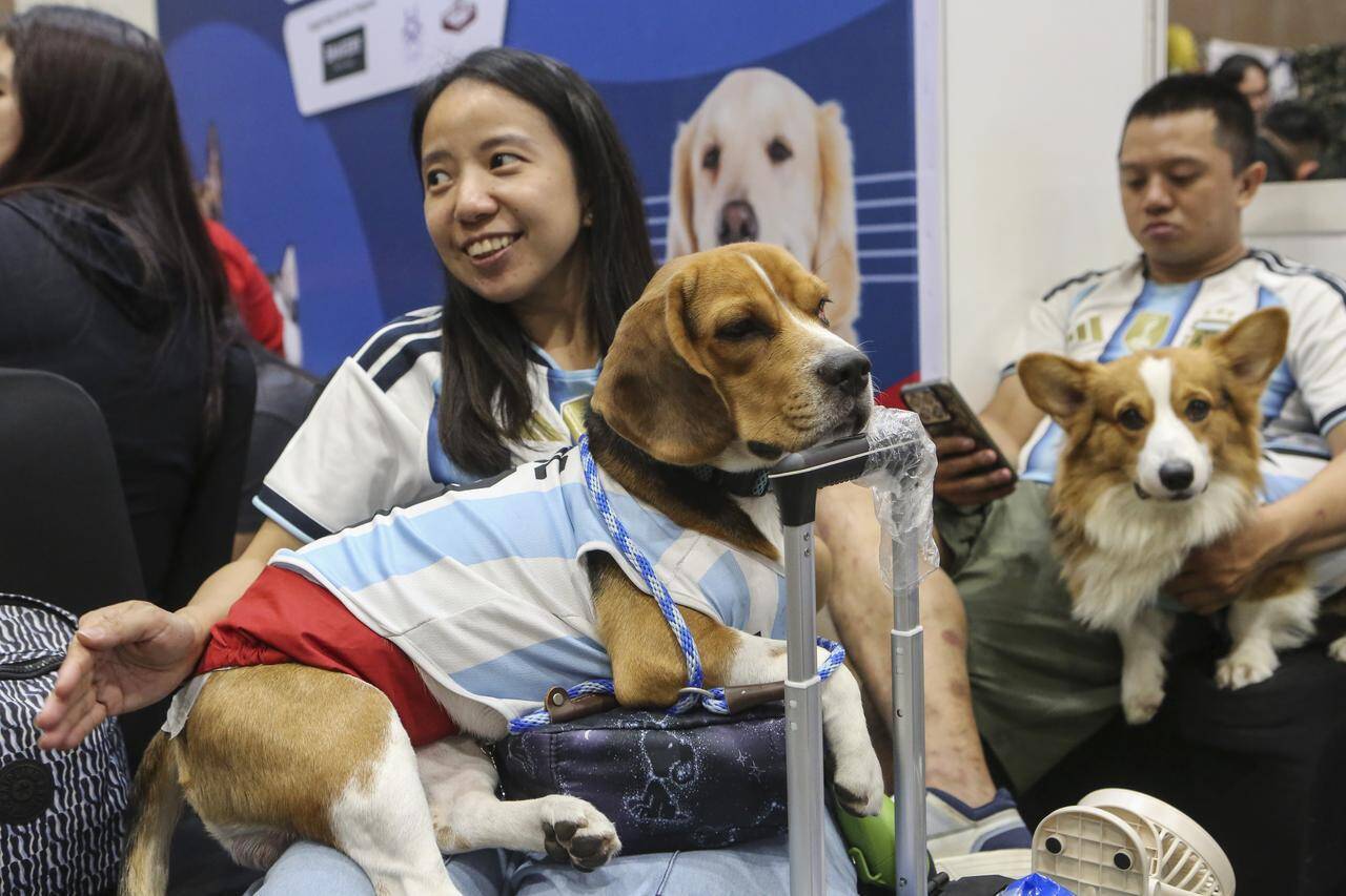 「愛犬の姿勢まで計算」——アディダスが仕掛けた世界的7クラブ対応の犬用ユニフォーム