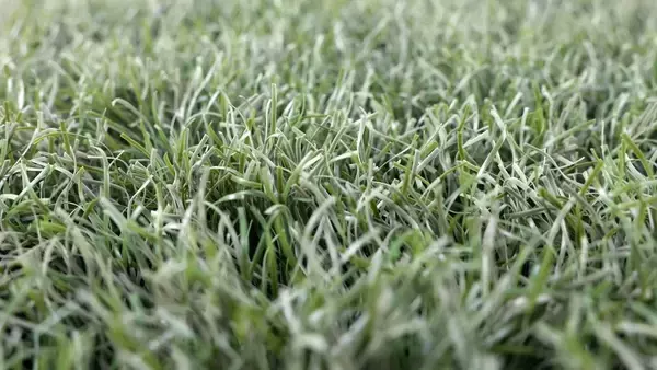 自然界で分解する“生分解性人工芝”、「バンテリンドーム」が世界初採用！ミズノとカネカが共同開発