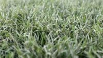 自然界で分解する“生分解性人工芝”、「バンテリンドーム」が世界初採用！ミズノとカネカが共同開発