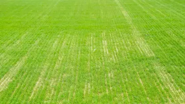 サッカー留学詐欺で男が逮捕、スペインでプロになれると持ちかけ約55万円要求