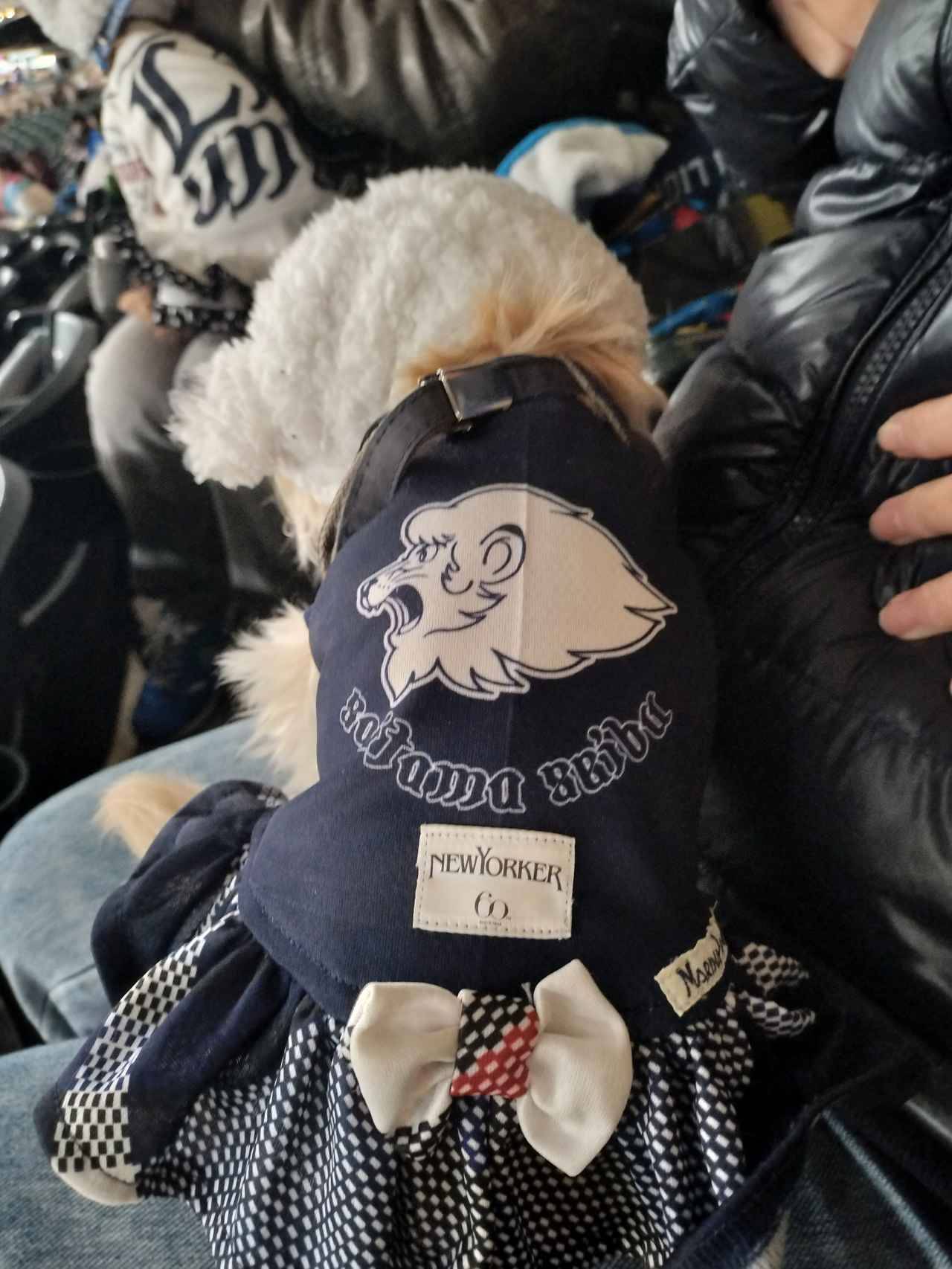 愛犬と観戦！埼玉西武ライオンズ、北海道日本ハムファイターズのペットと応援企画をレポート！