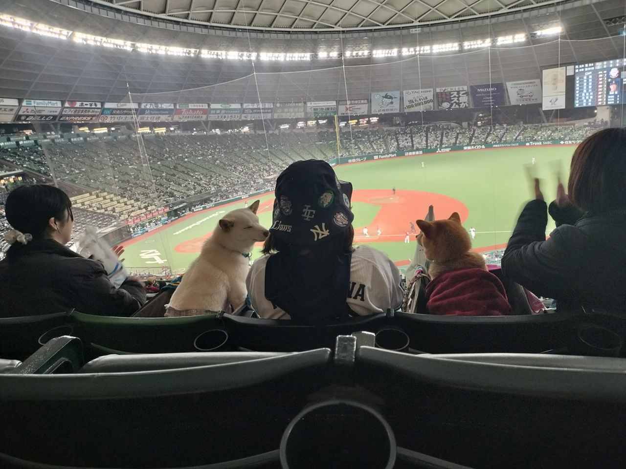 愛犬と観戦！埼玉西武ライオンズ、北海道日本ハムファイターズのペットと応援企画をレポート！
