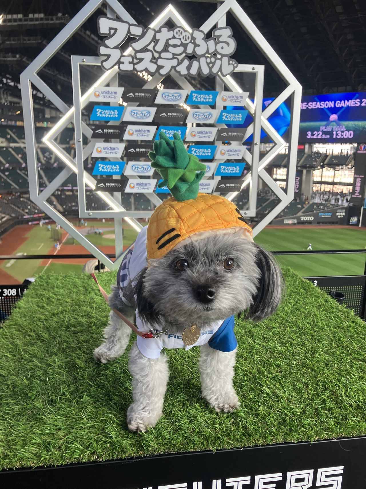 愛犬と観戦！埼玉西武ライオンズ、北海道日本ハムファイターズのペットと応援企画をレポート！