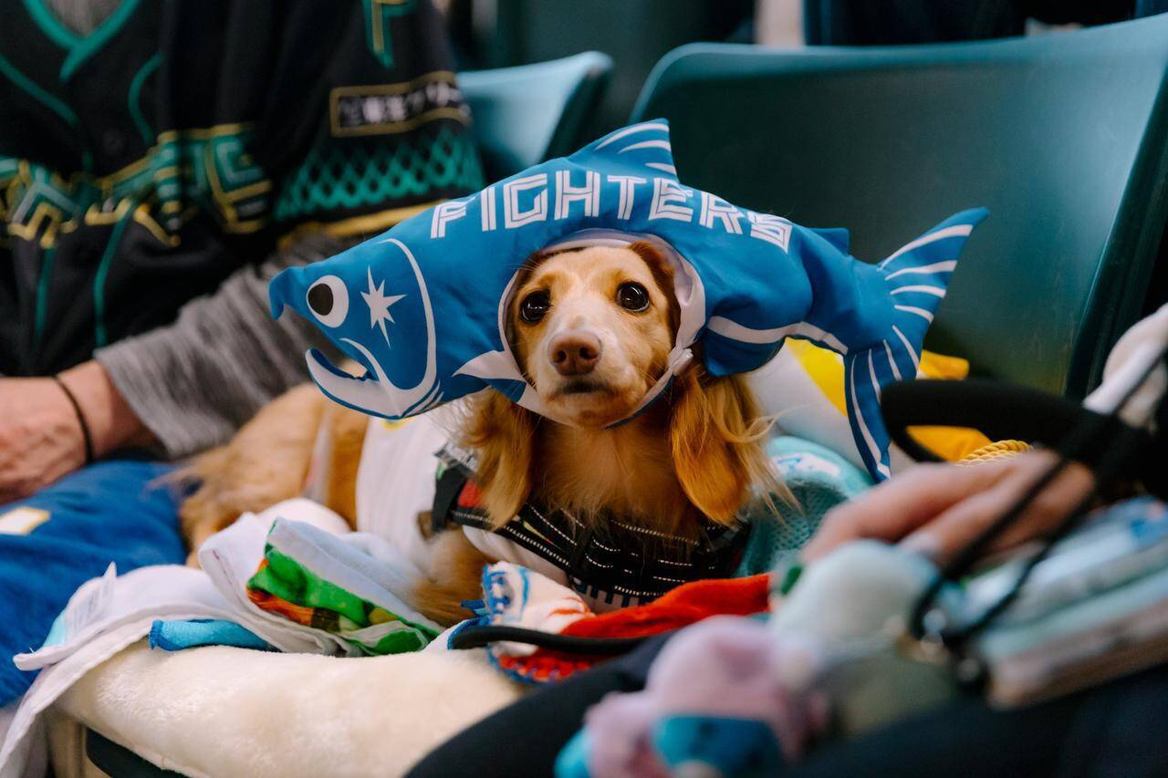 愛犬と観戦！埼玉西武ライオンズ、北海道日本ハムファイターズのペットと応援企画をレポート！