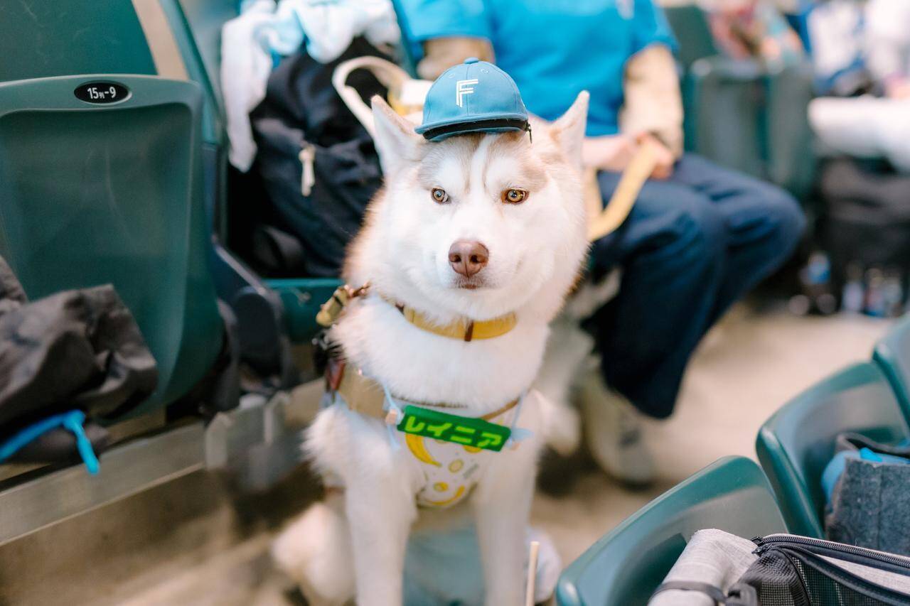 愛犬と観戦！埼玉西武ライオンズ、北海道日本ハムファイターズのペットと応援企画をレポート！