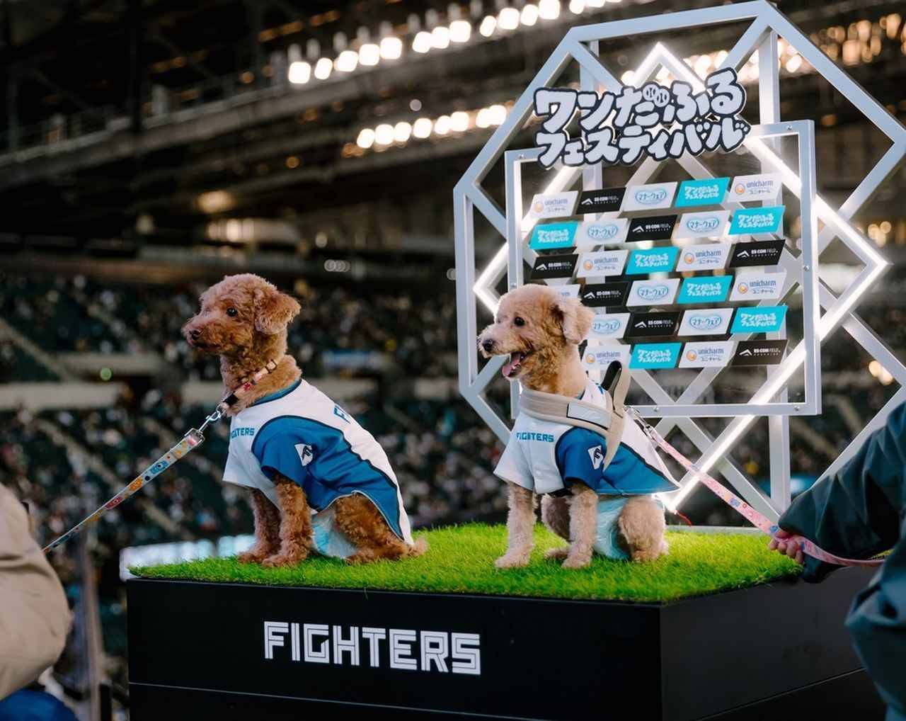 愛犬と観戦！埼玉西武ライオンズ、北海道日本ハムファイターズのペットと応援企画をレポート！