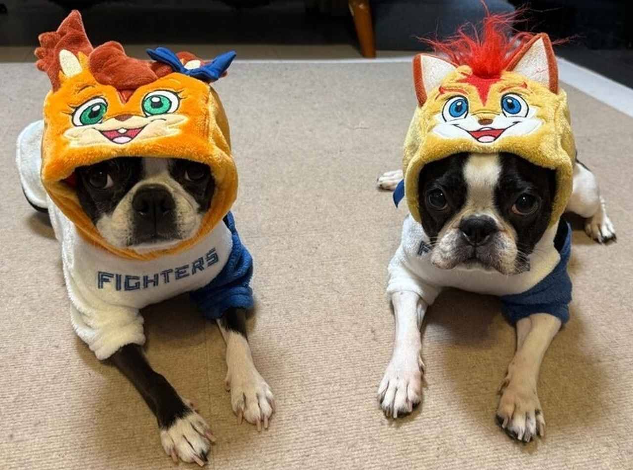愛犬と観戦！埼玉西武ライオンズ、北海道日本ハムファイターズのペットと応援企画をレポート！