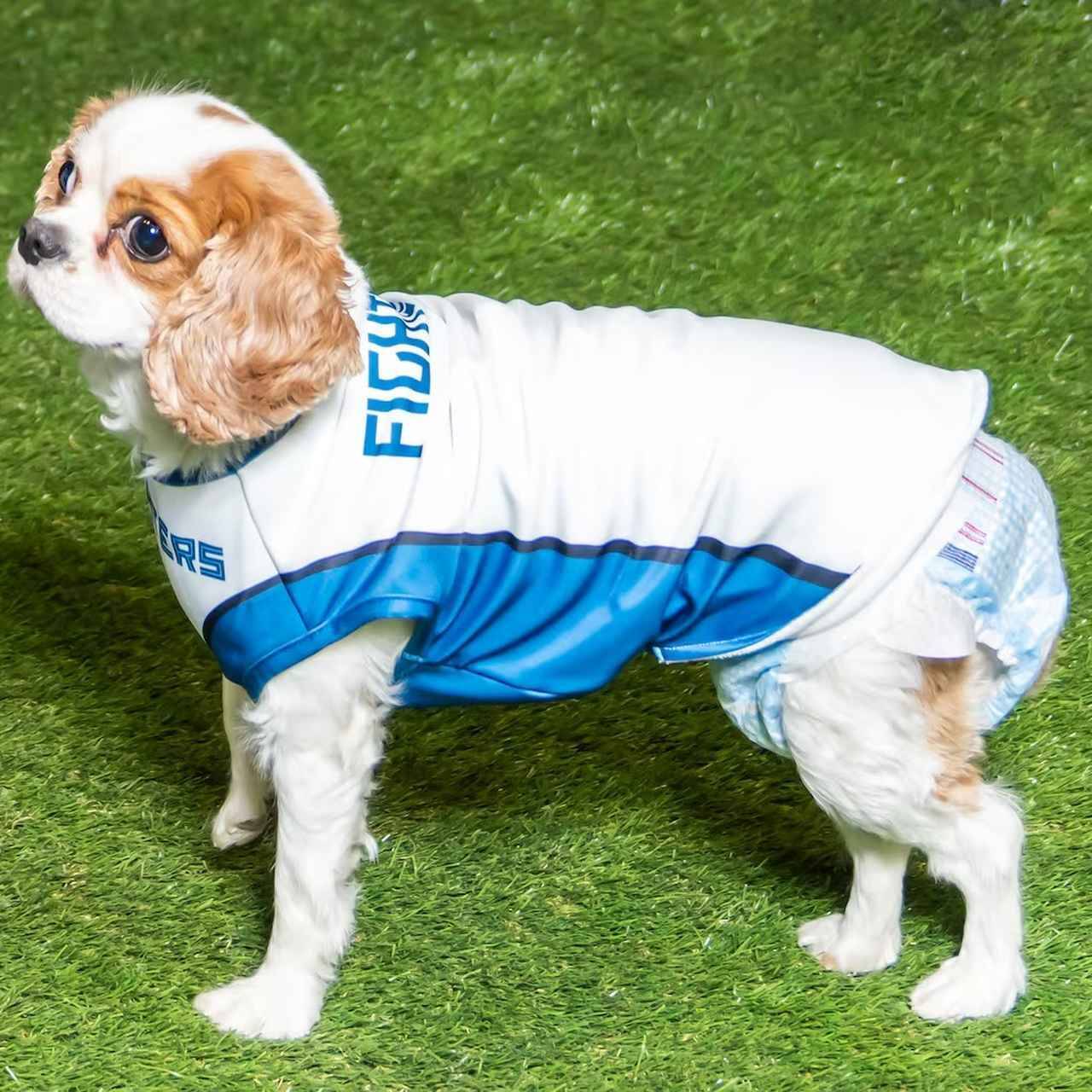 愛犬と観戦！埼玉西武ライオンズ、北海道日本ハムファイターズのペットと応援企画をレポート！