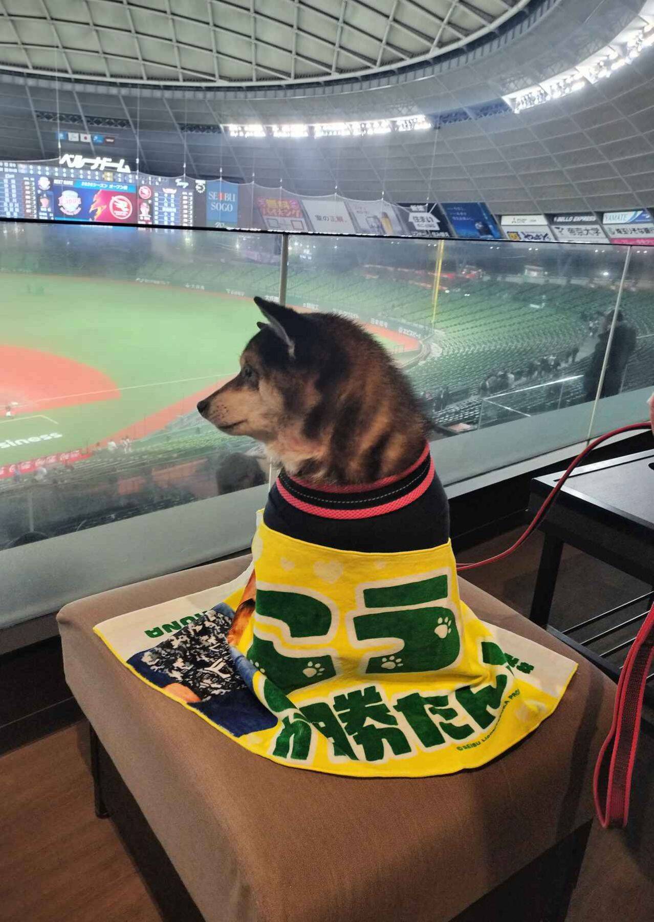 愛犬と観戦！埼玉西武ライオンズ、北海道日本ハムファイターズのペットと応援企画をレポート！