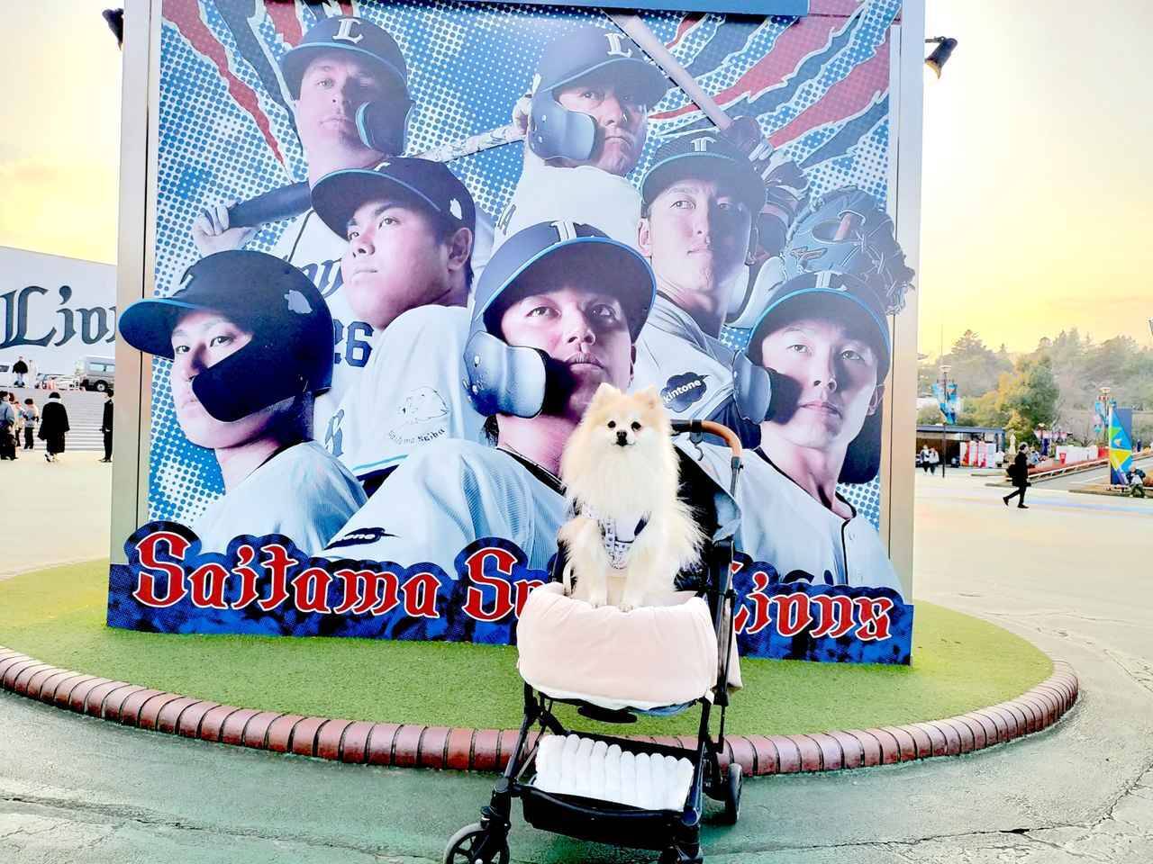 愛犬と観戦！埼玉西武ライオンズ、北海道日本ハムファイターズのペットと応援企画をレポート！
