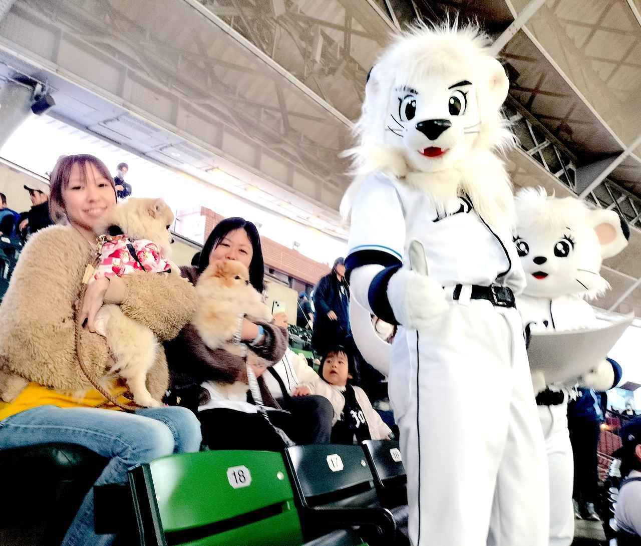 愛犬と観戦！埼玉西武ライオンズ、北海道日本ハムファイターズのペットと応援企画をレポート！