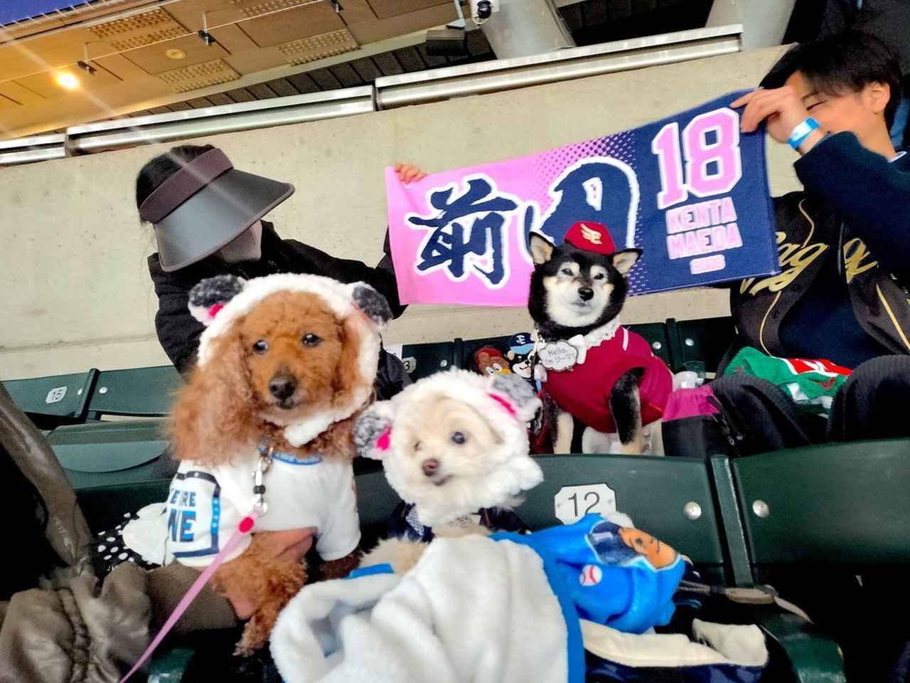 愛犬と観戦！埼玉西武ライオンズ、北海道日本ハムファイターズのペットと応援企画をレポート！