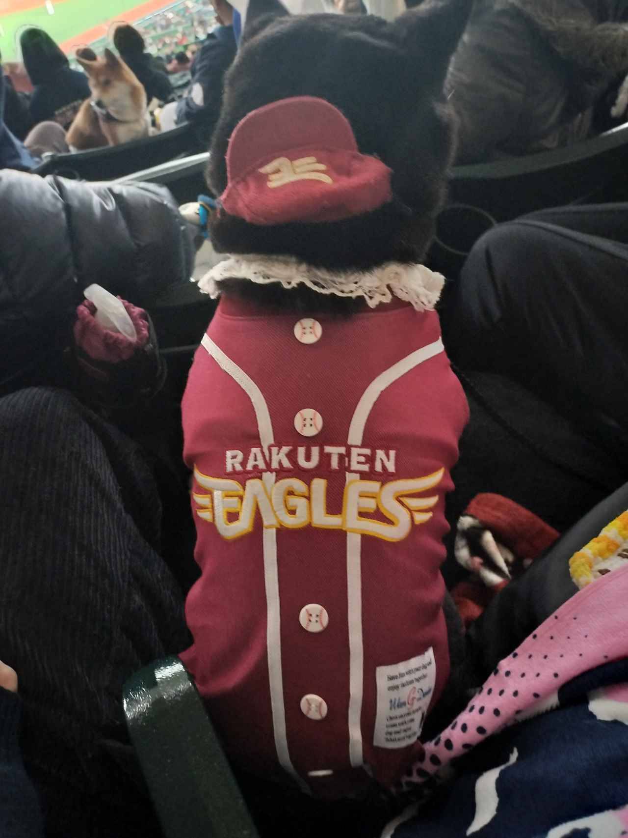 愛犬と観戦！埼玉西武ライオンズ、北海道日本ハムファイターズのペットと応援企画をレポート！