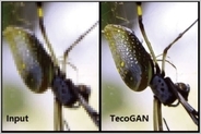 モザイク破壊動画で使われる「TecoGAN」とは？