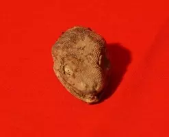 山口敏太郎事務所に眠るのuma グロブスター から人間の怨念が現れた 13年5月28日 エキサイトニュース