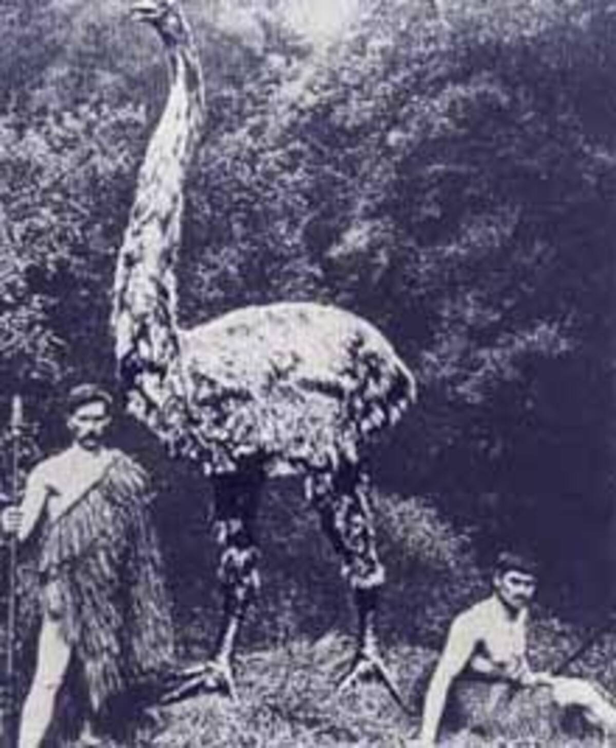 恐鳥 モア は生きている 原住民と記念写真か 14年5月27日 エキサイトニュース