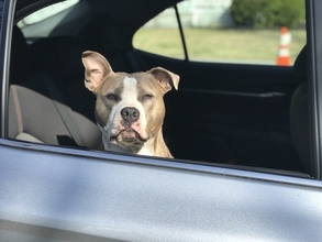 車内に放置された犬を通りがかった人が窓を叩き割って救う 飼い主からも感謝