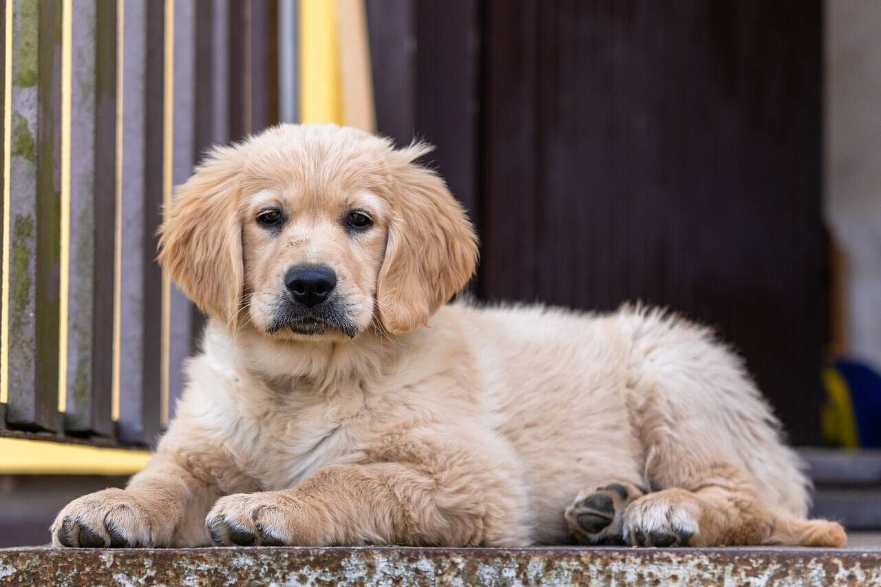 カフェで放し飼いにされていた犬が客に噛み付く 経営者の40代夫婦が逮捕 容疑を一部否認 年10月19日 エキサイトニュース