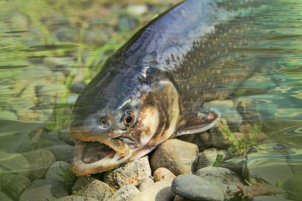魚の腹部に酒の瓶を入れて口から飲む動画を投稿した男性に批判 議員からも苦言 21年3月19日 エキサイトニュース
