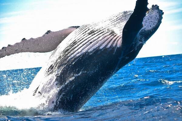 ザトウクジラに飲み込まれるも生還 漁師が驚きの体験を語る 21年6月19日 エキサイトニュース