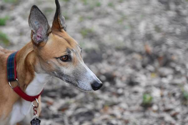 55歳ペット訓練施設経営の男 預かった犬を怪我させて逮捕 両耳が凍傷 尻尾の骨も折れていた 21年7月6日 エキサイトニュース