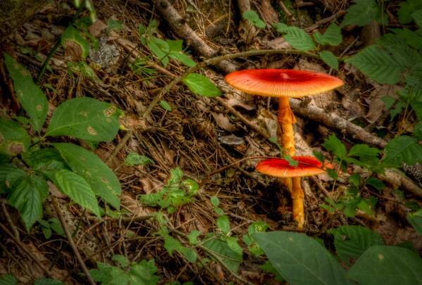 毒キノコに興奮して何度も食べる野性男 本当にあった怖い彼氏 21年10月3日 エキサイトニュース