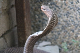 54歳男、ホームレス男性をコブラで殺害し自身の遺体と欺く 5億の保険金詐欺を働き逮捕