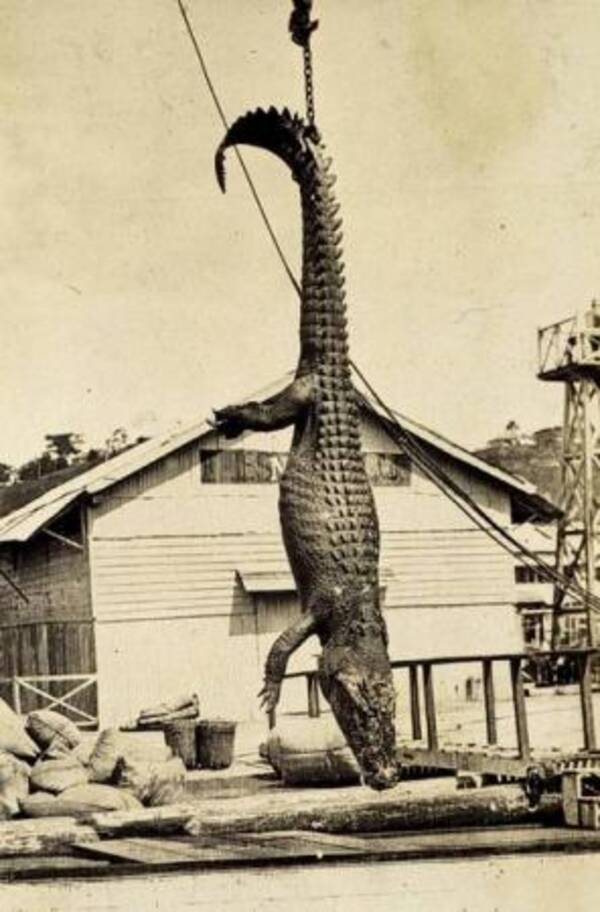 世界で相次ぐ巨大ワニ目撃情報 日本にも 巨大ワニ がいた 14年12月23日 エキサイトニュース