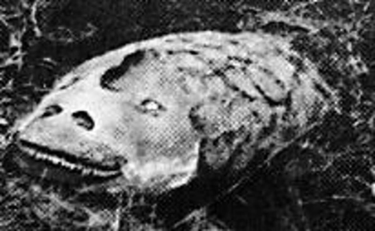 謎の蛇 ツチノコ によく似た未確認生物がアルプスに生息していた 2015年2月17日 エキサイトニュース