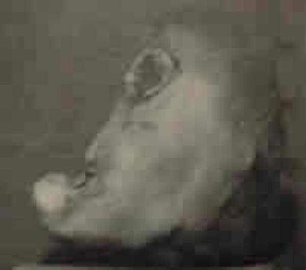 一つ目の怪人 サイクロプス は実在した 人食い怪物 バンイップ 伝説 15年8月11日 エキサイトニュース