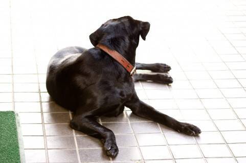 キスマイの固い絆は犬で結ばれた 16年2月22日 エキサイトニュース
