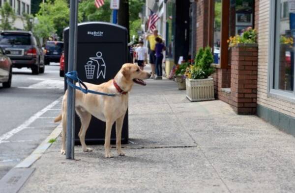 犬を飼うと若返る ペットが人にもたらす効果とは 16年3月5日 エキサイトニュース