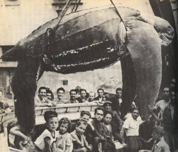 人食いミドリガメ は実在したのか いまだ明かされていない亀の生体とは 2016年7月5日 エキサイトニュース