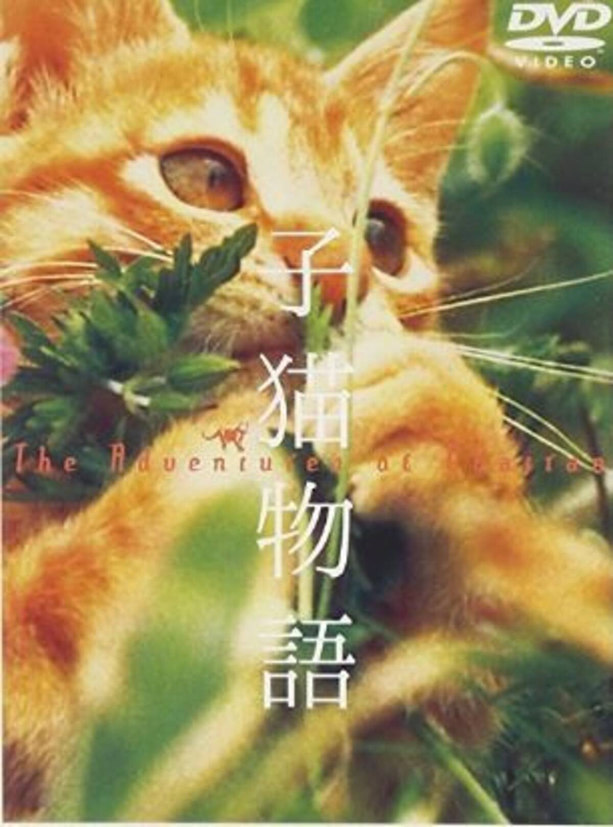 人間は映像に全く出ないドキュメンタリーではない動物映画 子猫物語 17年3月18日 エキサイトニュース 人間は映像に全く出ないドキュメンタリーではない動物映画 子猫物語 17年3月18日 エキサイトニュース