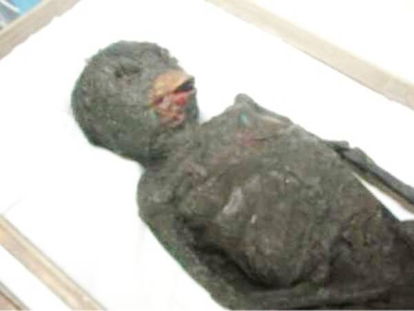 人間の胎児のようにも見える 不気味な半魚人のミイラ 2017年7月11日 エキサイトニュース